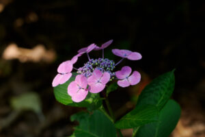 筥崎宮あじさい苑の紫陽花の写真