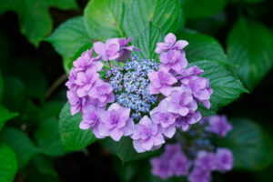 筥崎宮あじさい苑の紫陽花の写真