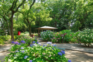 筥崎宮あじさい苑の紫陽花の写真