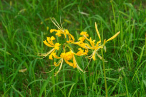 海の中道海浜公園の彼岸花の写真