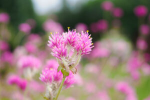 海の中道海浜公園の季節の花の写真