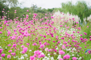 海の中道海浜公園の季節の花の写真