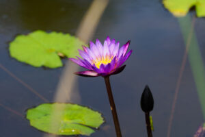 海の中道海浜公園の季節の花の写真