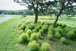 海の中道海浜公園のコキアの写真