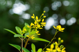 筥崎宮花庭園の季節の花の写真