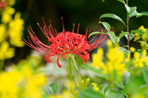 筥崎宮花庭園の彼岸花の写真