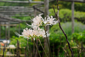 筥崎宮花庭園の彼岸花の写真