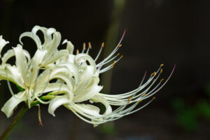 筥崎宮花庭園の彼岸花の写真