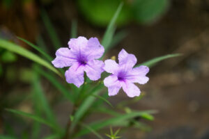 筥崎宮花庭園の季節の花の写真