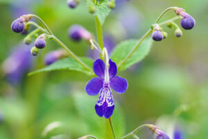 筥崎宮花庭園の季節の花の写真