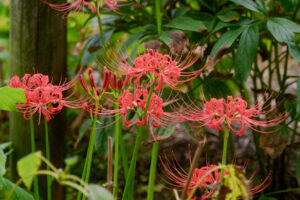 筥崎宮花庭園の彼岸花の写真