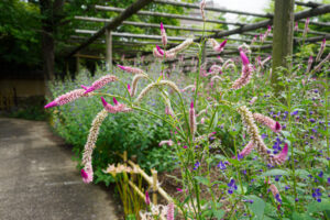筥崎宮花庭園の季節の花の写真