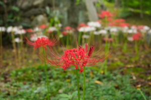 筥崎宮花庭園の彼岸花の写真