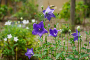 筥崎宮花庭園の季節の花の写真