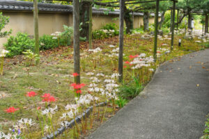筥崎宮花庭園の彼岸花の写真