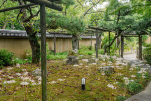 筥崎宮花庭園の彼岸花の写真