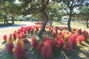海の中道海浜公園のコキアの写真