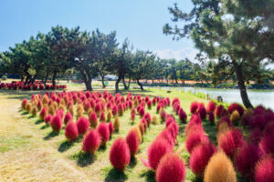 海の中道海浜公園のコキアの写真