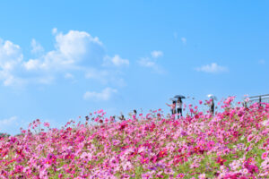 海の中道海浜公園のコスモスの写真