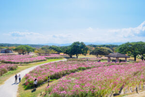 海の中道海浜公園のコスモスの写真