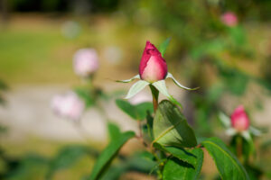 海の中道海浜公園のバラの写真