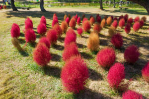 海の中道海浜公園のコキアの写真
