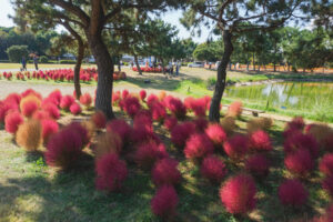 海の中道海浜公園のコキアの写真