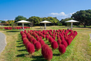 海の中道海浜公園のコキアの写真