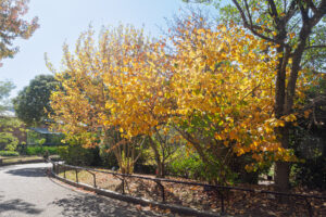 福岡市植物園の園内の写真
