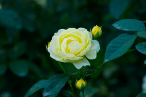 福岡市植物園のバラの写真