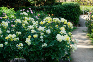 福岡市植物園のバラの写真