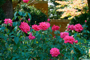 福岡市植物園のバラの写真