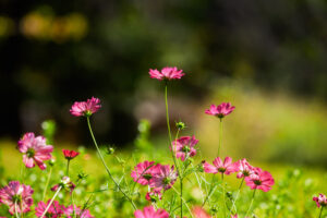 福岡市植物園のコスモスの写真
