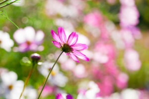 福岡市植物園のコスモスの写真