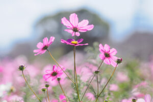 キリンビール福岡工場のコスモスの写真