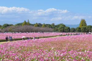 キリンビール福岡工場のコスモスの写真