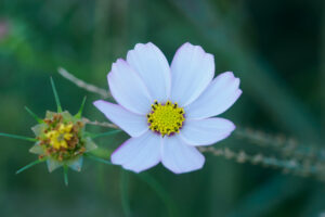 キリンビール福岡工場のコスモスの写真