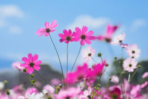 キリンビール福岡工場のコスモスの写真