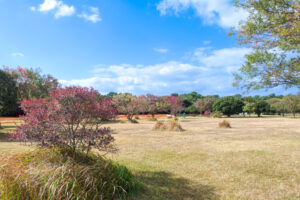海の中道海浜公園の季節の花の写真