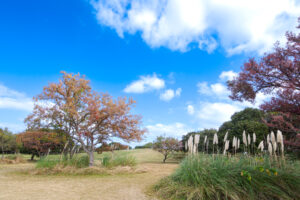 海の中道海浜公園のススキの写真