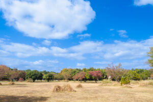 海の中道海浜公園の季節の花の写真