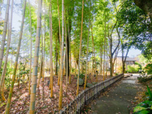 石橋文化センターの紅葉の写真