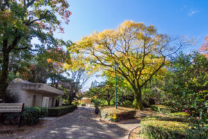 石橋文化センターの紅葉の写真