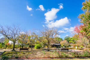 石橋文化センターの紅葉の写真