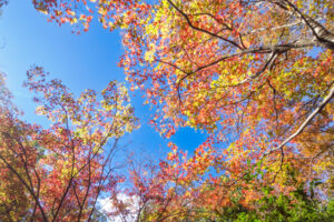 石橋文化センターの紅葉の写真