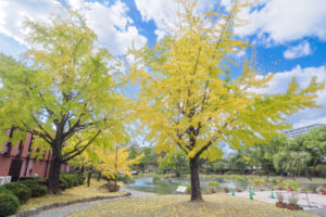 石橋文化センターの紅葉の写真
