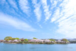 駕与丁公園）の桜の写真
