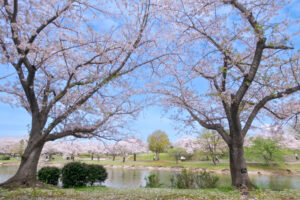 駕与丁公園）の桜の写真