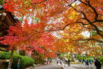 大興善寺の紅葉の写真