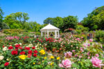 福岡市植物園のバラの写真